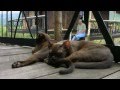 Burmese Cats - The Long Journey Home の動画、YouTube動画。