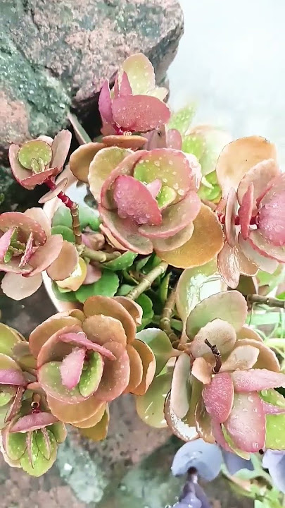 jade plant ☘️ #bollywood #song #bollywoodsongs #love #hindisong #mehndi #mehandibysoniparwaiz