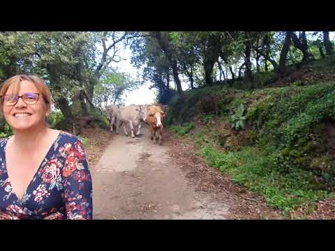 Vídeo: Temporada De Parts Per A Cavalls I Vaques: Naixement A La Granja