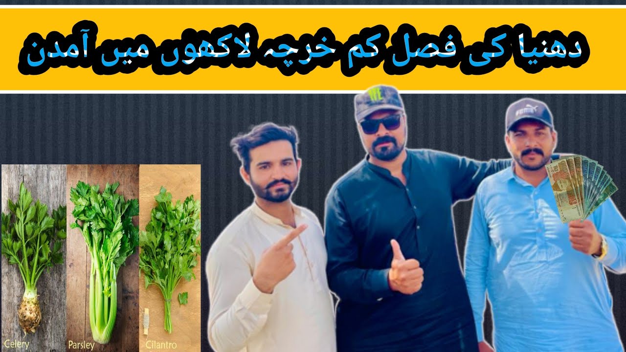 seasonly cultivation of Coriander Profitable farming of Coriander