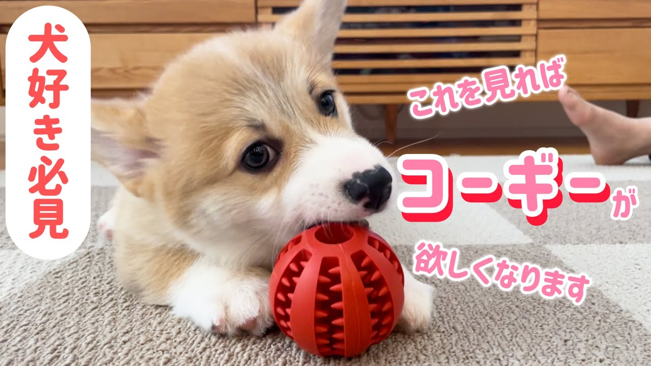 このかわいさはもはや罪！子犬コーギーの魅力が大爆発！！