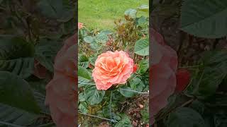 Roses as a Hedge