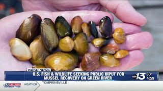 U.S. Fish & Wildlife Service seeks public input on endangered mussel recovery plan