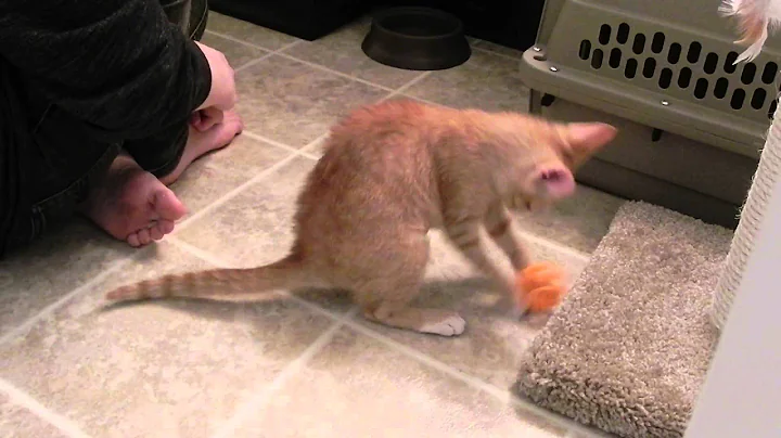 Watch the video about "Pumpkin Pie" the Egyptian Mau mix rescue kitten - First Day Home 2 of 5