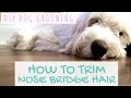 DIY Dog Grooming - Goldendoodle Grooming Around Eyes