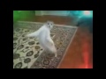 #Коты танцуют׃ Опа Ган-Гам стаил. Прикольное видео#