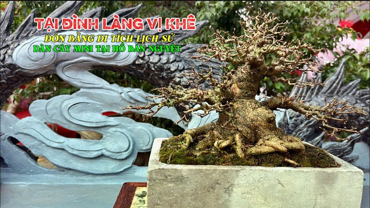 Dàn cây cõ nhỏ tại hồ bán nguyệt TL Làng Nghề Vị Khê | Quảng Tùng