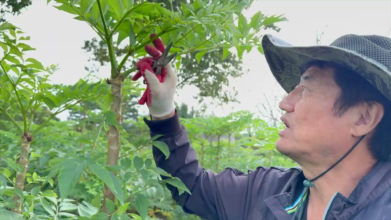 그늘에서 잘 자라는 두릅