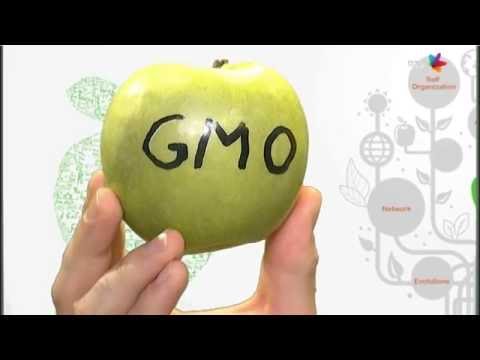 Videó: Géntechnológiával Módosított élelmiszerek: ártalom Vagy Haszon?