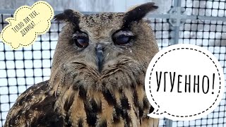 Winter again! Owl Yoll asked to take a walk outside