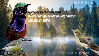 Terapi Burung Konin Bahan, Stress Dan Macet Bunyi Agar Gacor Kembali