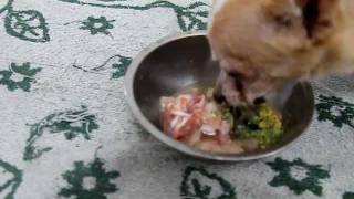 Lauryn (chihuahua) eating Organic RAW meats/bones/organs/healthy powder/ Truganic Superfood