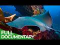 The Big Blue: Amazing Ocean Stories from Down Under 🌊 | Full Documentary Series