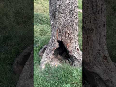 क्या ग़ज़ब की निशानी है