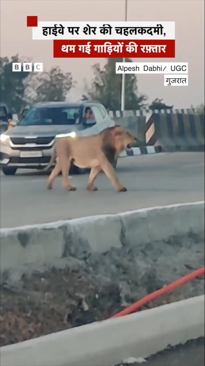Lion on Highway: Gujarat में Highway पर आ गया शेर, थम गईं गाड़ियां #lion #gujarat