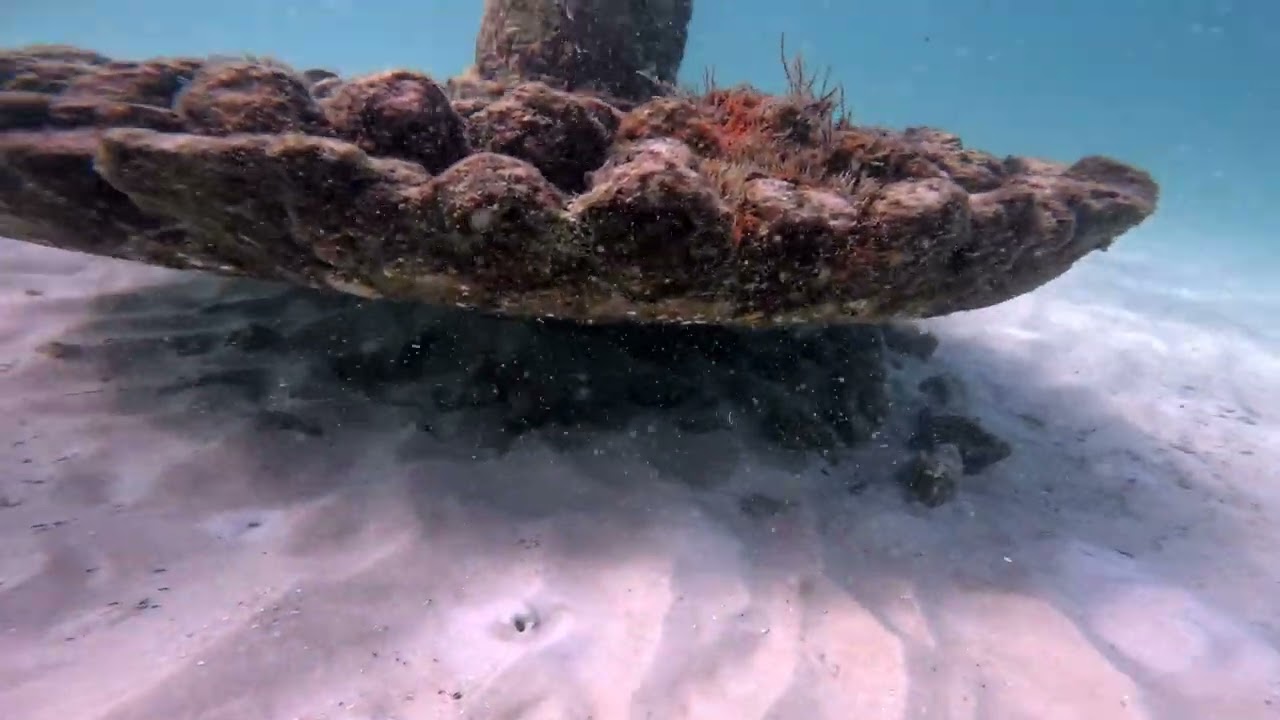 Artificial Reef Module