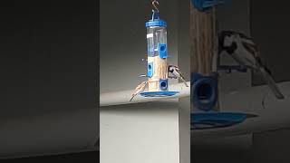 #song #birds #beautiful #trendingshorts #shortvideo #trendingmalayalamsongs