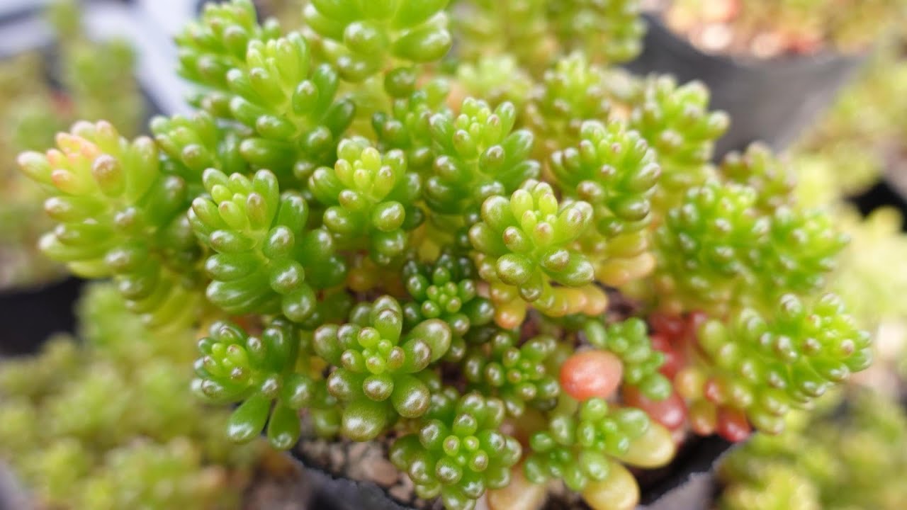 221【レッドベリーはここに注意】暑い季節に枯れないために。虫から 