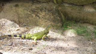 Feeding Iguanas