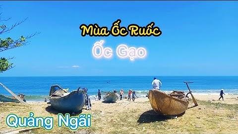 Quảng Ngãi - Mùa Ốc Ruốc, Ốc Gạo