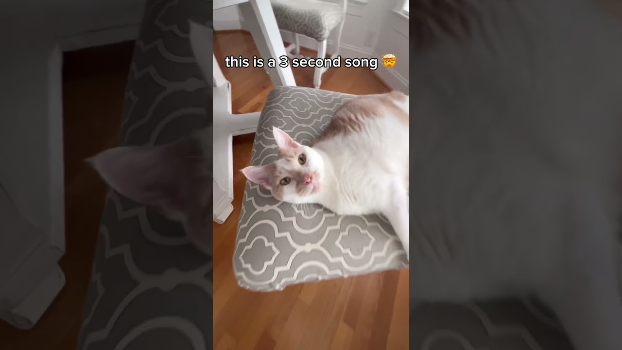 this is a 3 second song 🫣 