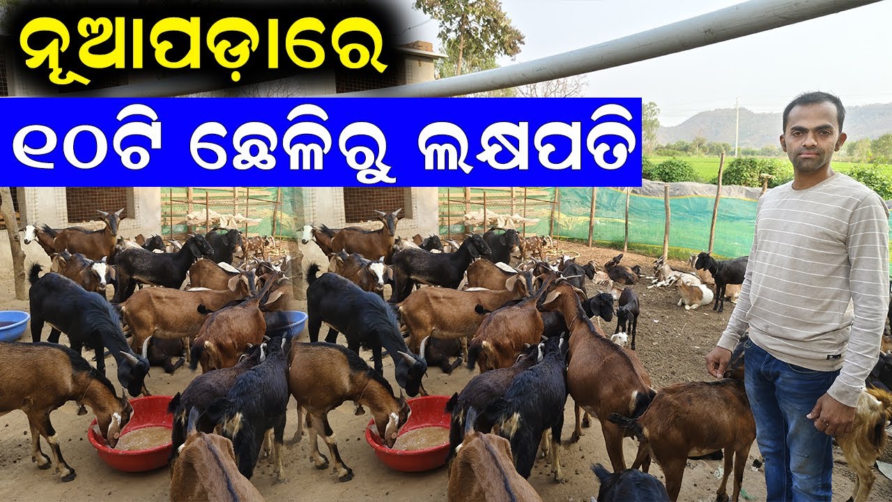 ୧୦ଟି ଛେଳିରୁ ଏବେ ଲକ୍ଷପତି || how to start Goat farm in village. @EfarmingOdisha