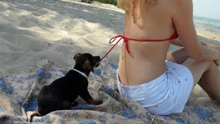 🌬️🐶Cute Pets And Funny Animals Compilation🌬️🐶