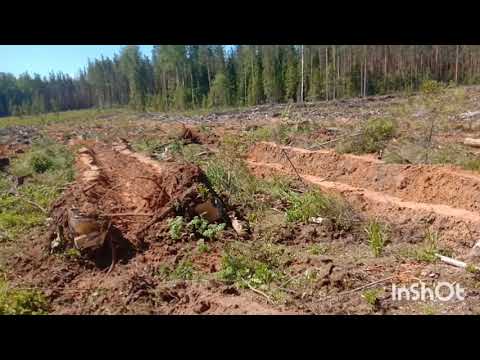 ТДТ-55 Подготовка почвы в бору.