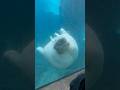 Giant Walrus Swimming Up-Close to the Camera