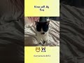 Wholesome Vlog at Home with My Pets 🐾 | Catch Up with My Adorable Animals