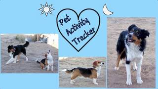 Pet Activity Tracker