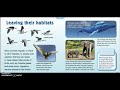 Animal Adaptations Quiz
