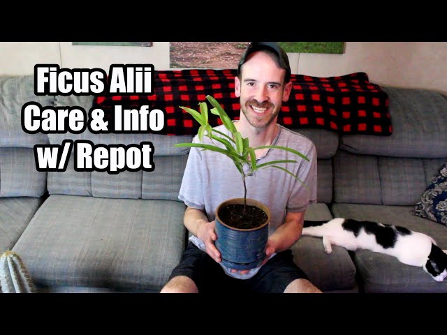 Ficus Alii Care & Info (Ficus maclellandii) - YouTube