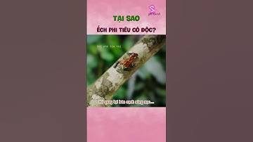 Tại sao Ếch Phi Tiêu Độc: Bí Ẩn Chất Độc của loài này #soiphetimtoi