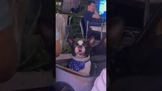 Puppy Falling Asleep Next to Owner