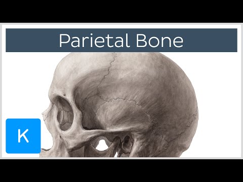 parietal bone