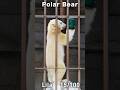 新たな遊びを発明したこぐま「リラ」#ホッキョクグマ #polarbear #shorts