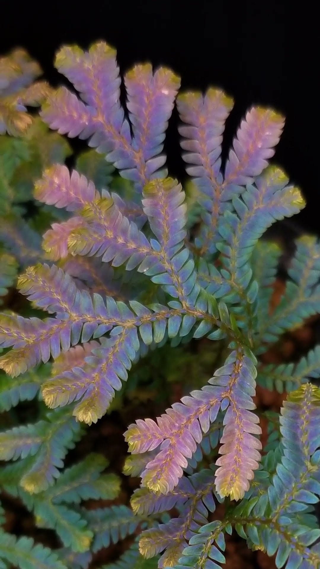 Selaginella siamensis（セラギネラ サイアメンシス）の育て方