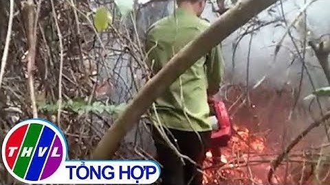 THVL | Nỗ lực cứu rừng bị cháy ở Quảng Ngãi