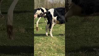Unusual Mountain Semi-Wild Cows On A Pasture #Amazing #Cow #Pasture #Farm