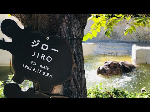 【カバのJIRO】カバのあくび・鳴き声　上野動物園　（A hippo named JIRO ,lucky ＃17）