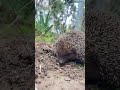 Ёжик нашего двора
