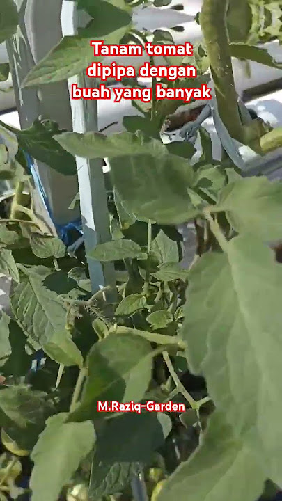 Tanam tomat dipipa dengan buah yang banyak #shorts #gardening