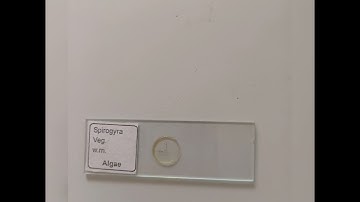 Algae under Microscopic view of Chara,Oedogonium,Cladophora,Batrachospermum #microscope #mscbotany