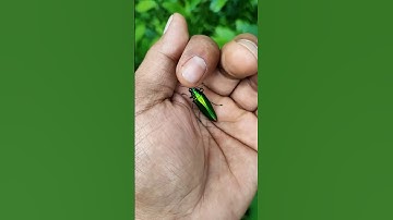 It is the Smaller shiny jewel beetle part🪲😂🐞#nature #shorts