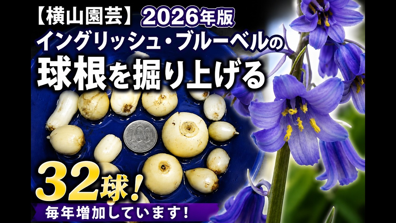 イングリッシュブルーベル　ケント州産（横山園芸）純血分球20球前後6号植え！ 横山園芸]2026年版 イングリッシュ・ブルーベルの球根を掘り上げる