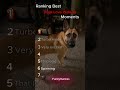 Ranking Dogs Love Walking Moments!