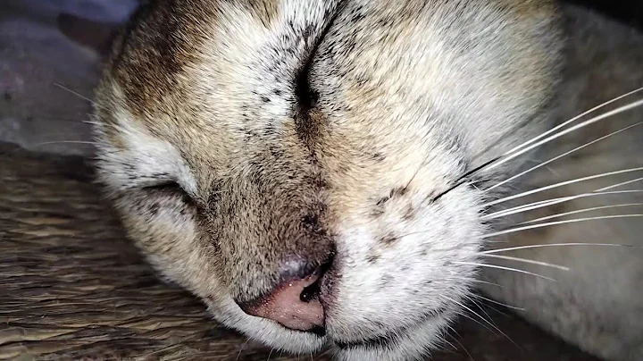 Video 10993671: cats kittens meowing compilation, kittens meowing compilation funny, meow funnycatvideos kitten