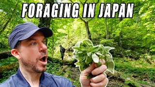 Foraging for wild vegetables with my mountain sensei