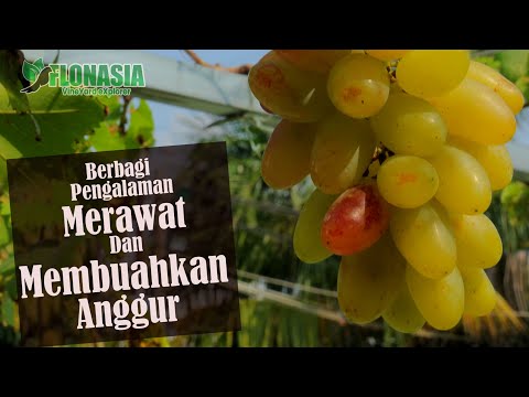 Video: Perawatan Anggur Bower - Pelajari Cara Menanam Tanaman Anggur Bower Di Taman